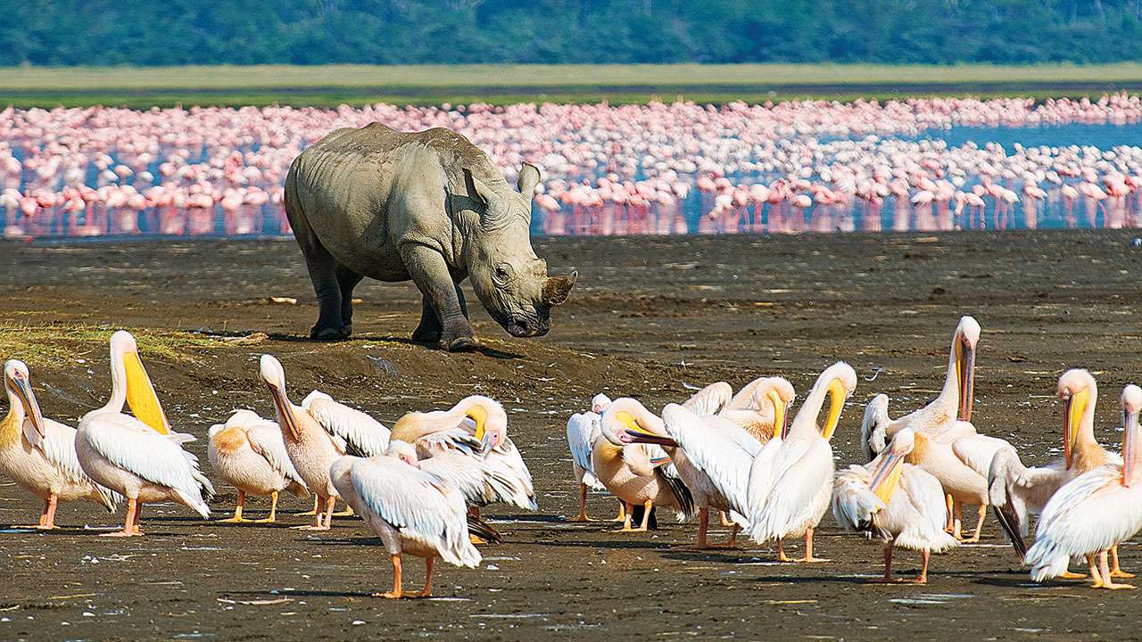 Lake Nakuru Sopa Lodge - photo 3