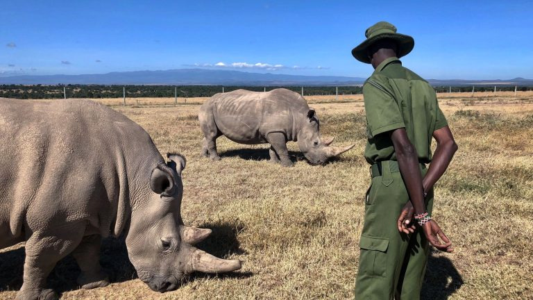 A ranger keeping watch over northern white rhinos at Ol Pejeta Conservancy, Kenya