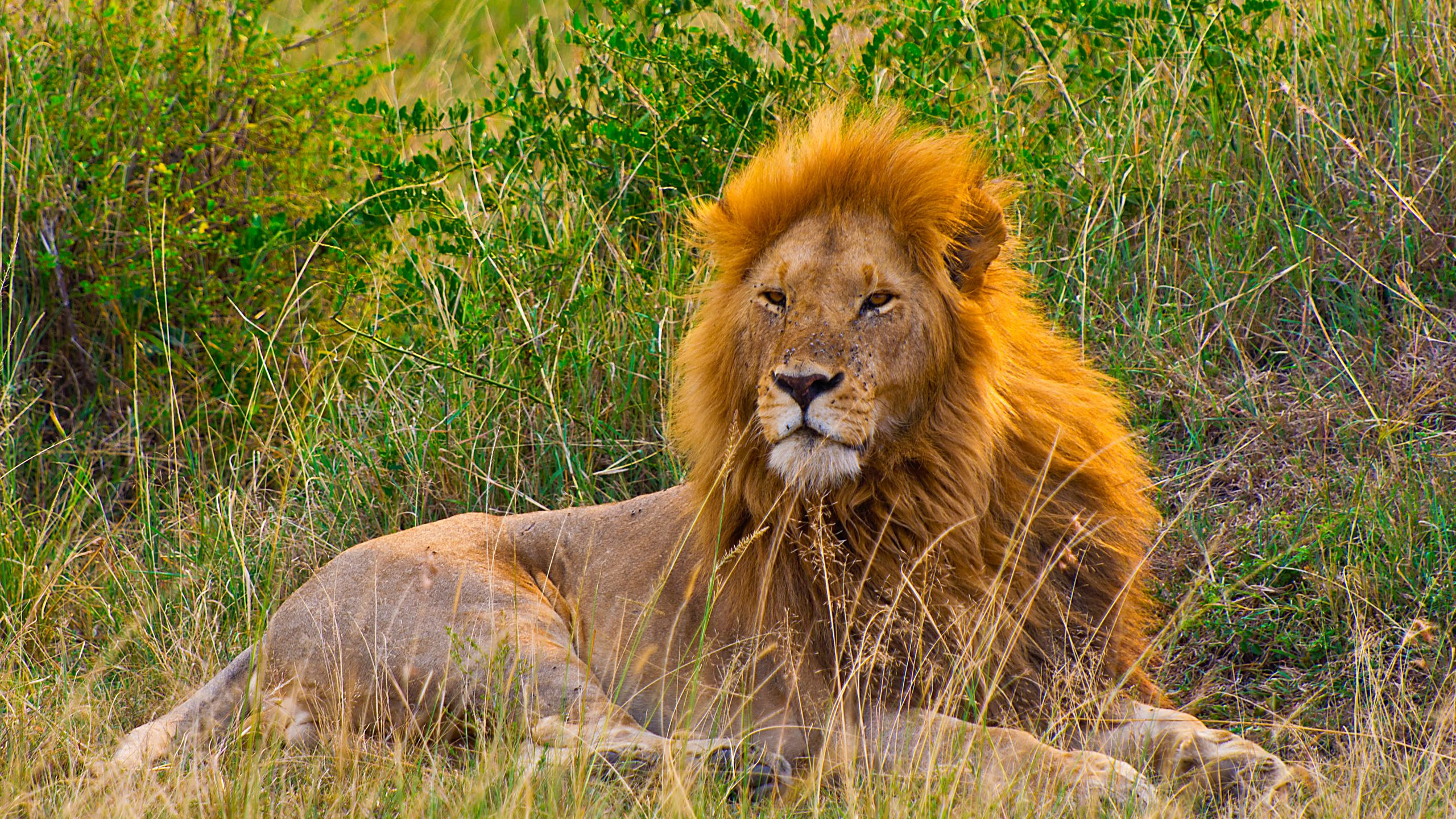 Majestic lion with a flowing mane resting in the grass in Narok County, Masai Mara