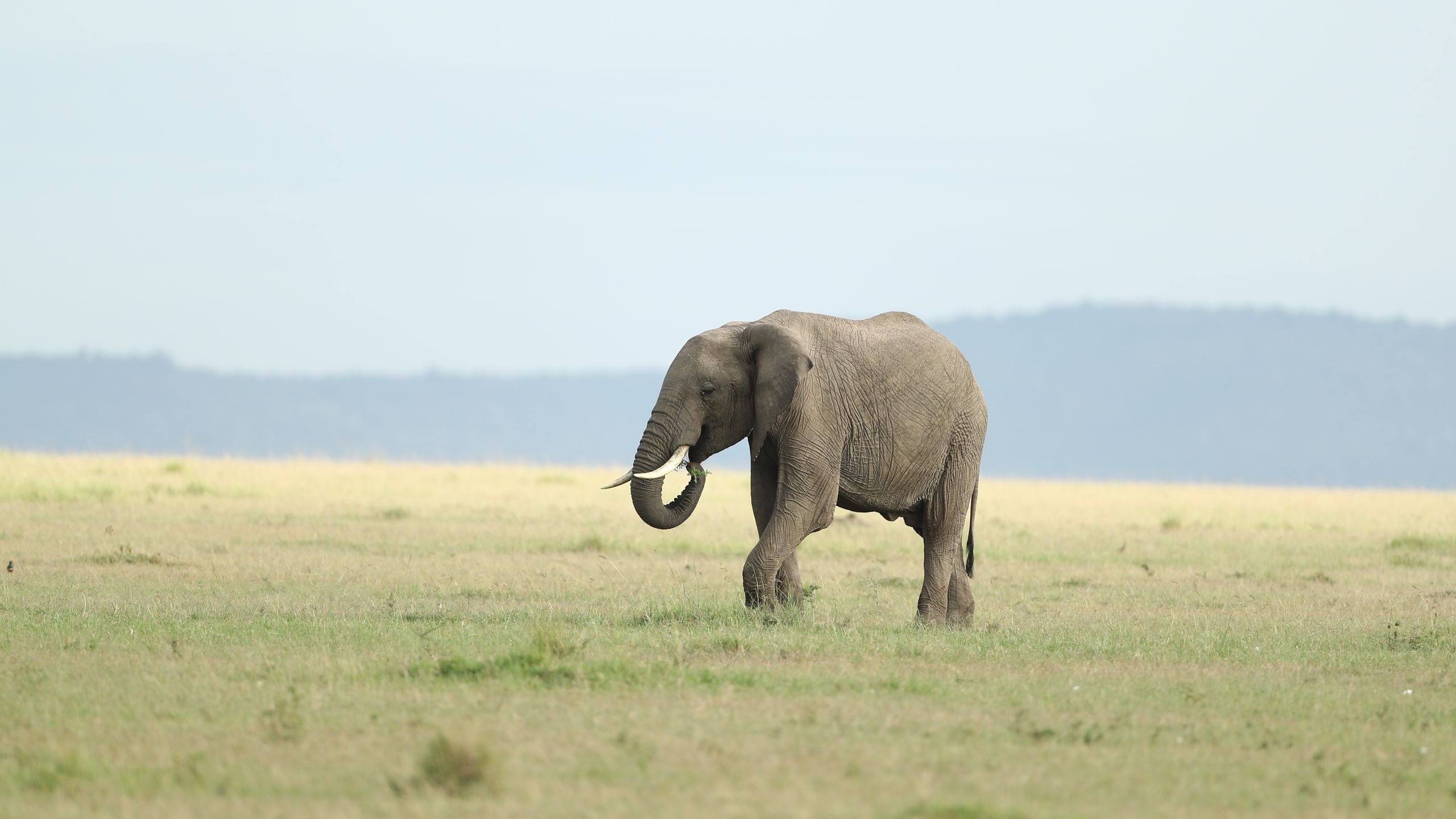 Ashnil Mara Camp - photo 2