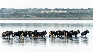 A large herd of wildebeest plunges into a river during a great migration crossing in the Mara region.