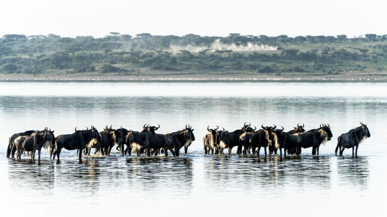 A large herd of wildebeest plunges into a river during a great migration crossing in the Mara region.