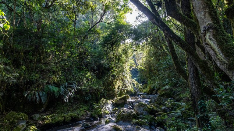Sunlight filters through a quiet forest on Kilimanjaro's lower slopes, illuminating a rocky stream.