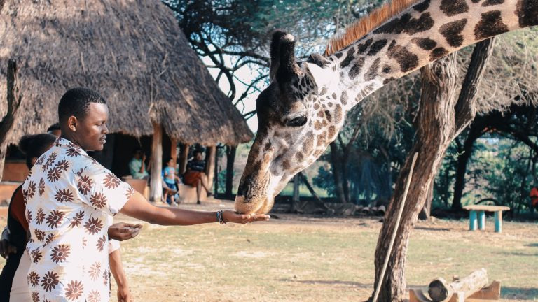 A visitor hand-feeding a giraffe at an outdoor wildlife park in Kenya
