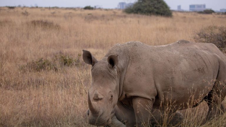 Black rhino grazing in Nairobi National Park with the city skyline visible behind it