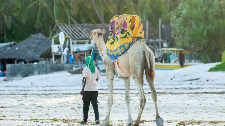 A guide walks a colorfully blanketed camel along a sunny stretch of Mombasa beach