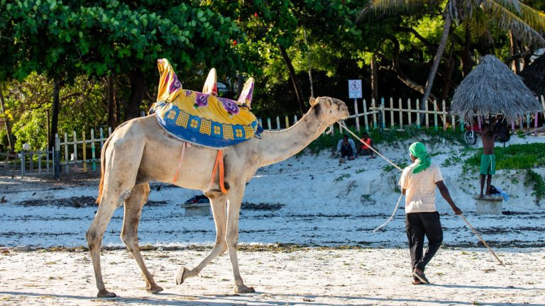 A guide leads a decorated camel along the sandy shore of Mombasa, Kenya
