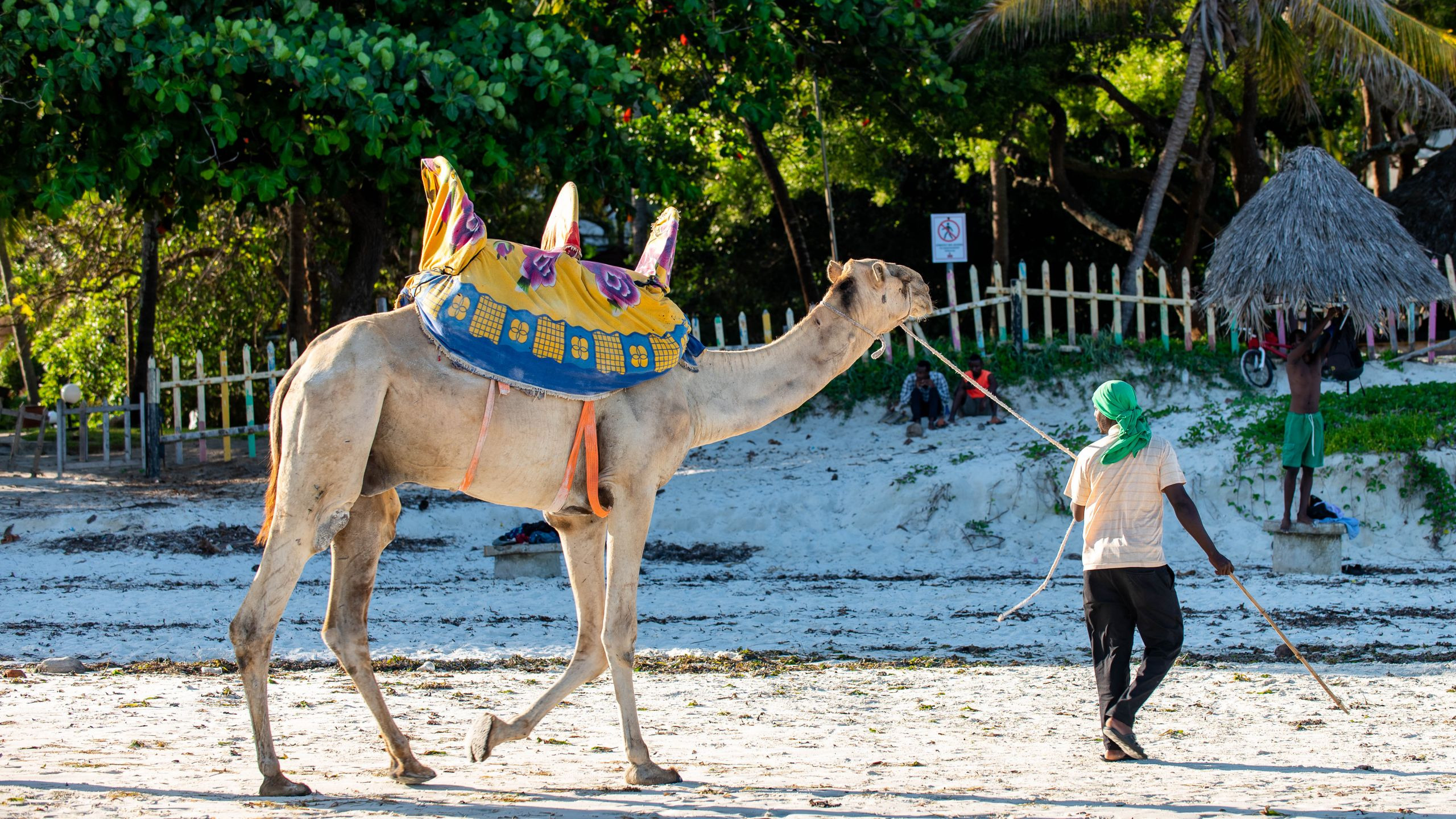 A guide leads a decorated camel along the sandy shore of Mombasa, Kenya