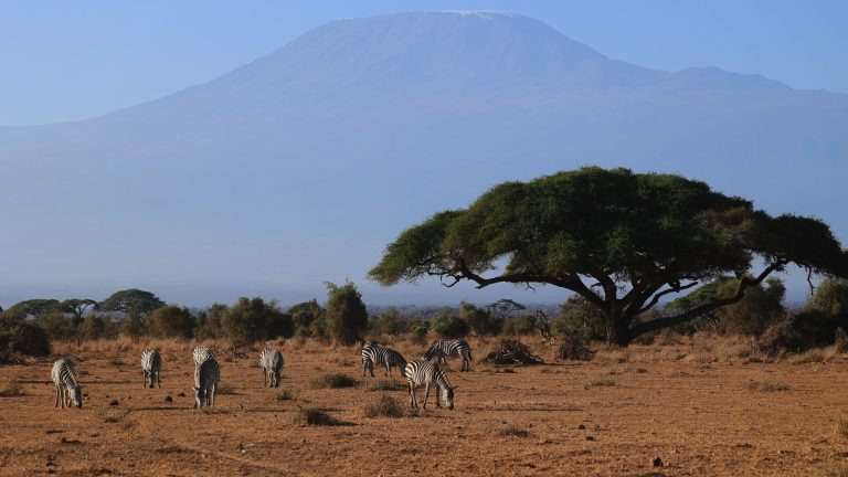Zebras graze beneath acacia trees with the snow-capped peak of Mount Kilimanjaro rising over the plains of Kajiado County, Kenya.