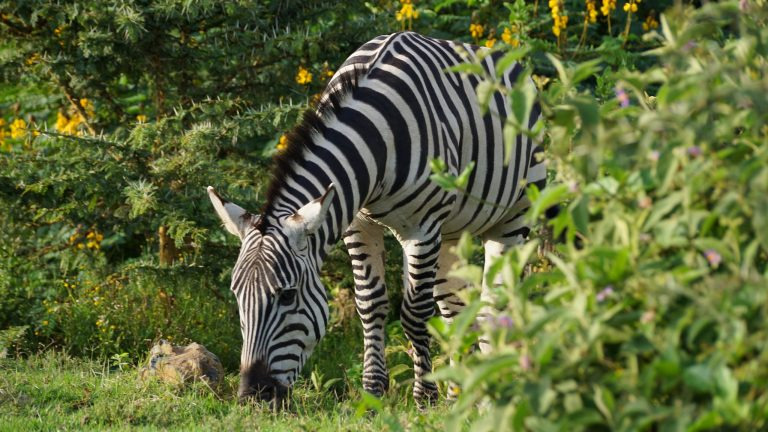 A zebra grazes among lush green vegetation near the shores of Lake Naivasha in Kenya's Rift Valley.