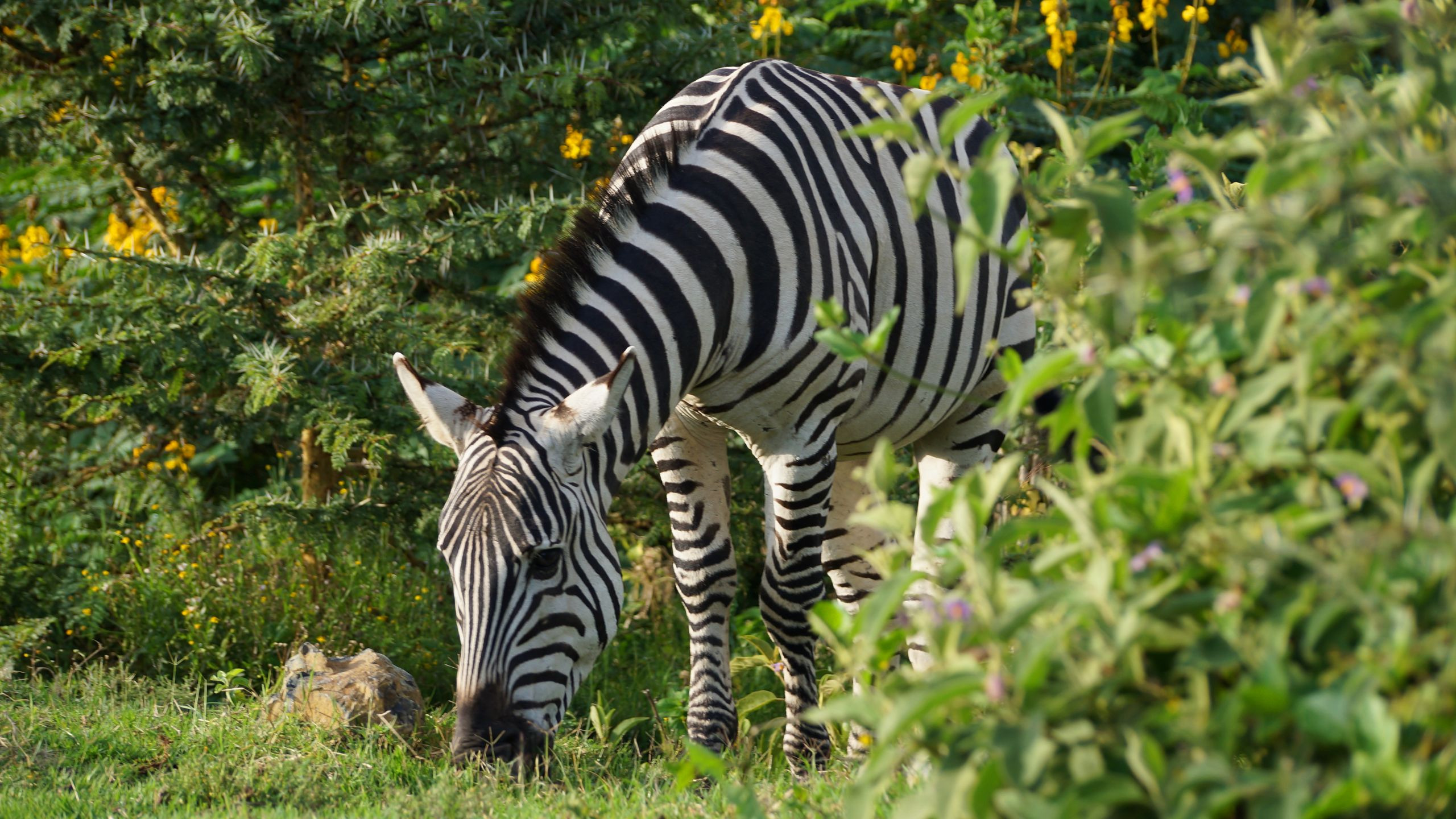 A zebra grazes among lush green vegetation near the shores of Lake Naivasha in Kenya's Rift Valley.