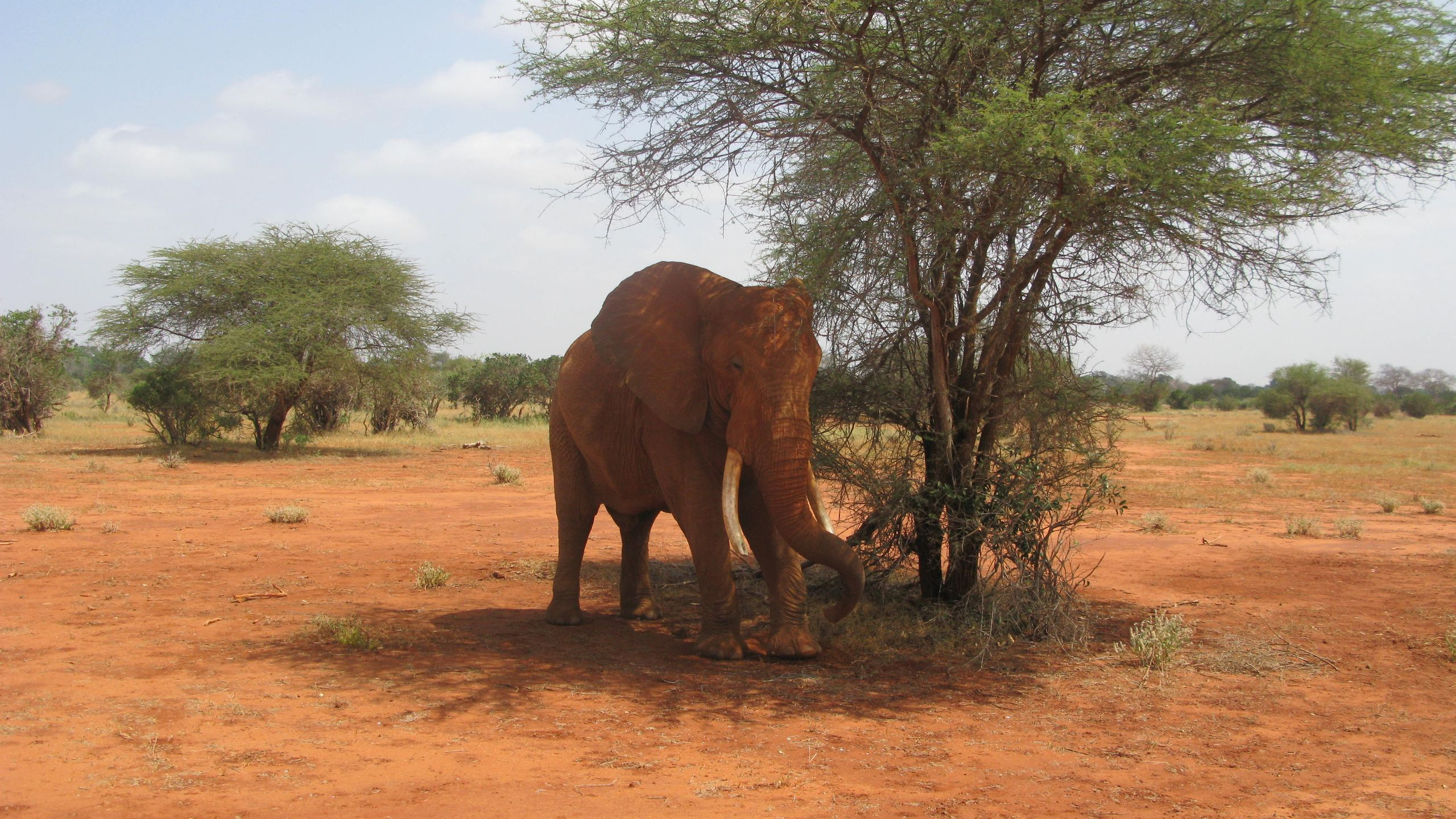 Lone African elephant standing beneath a tree in Tsavo, Kenya
