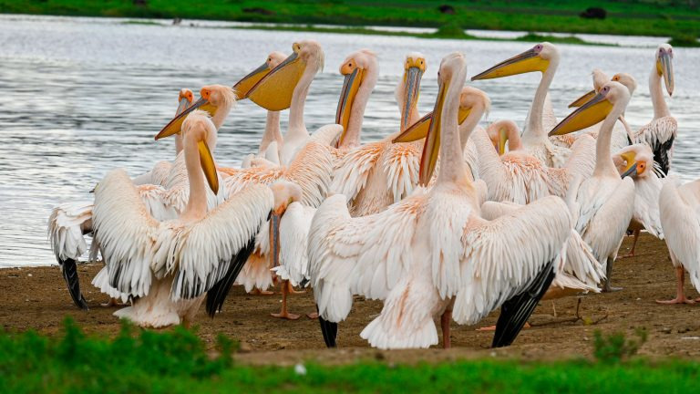 Great white pelicans gathered on the shoreline of Lake Nakuru National Park
