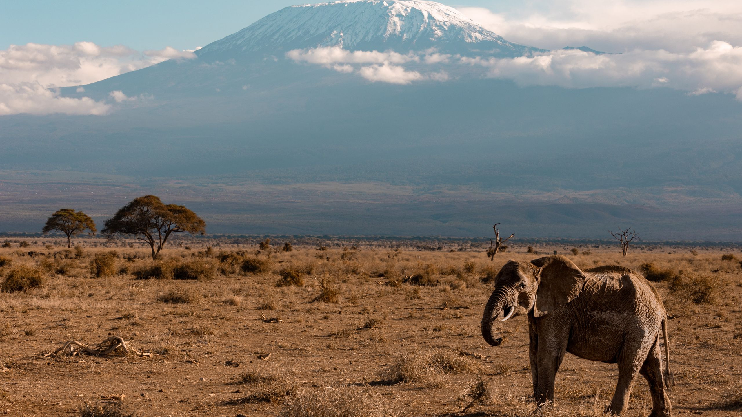 An elephant roaming the Amboseli savannah with snow-capped Mount Kilimanjaro in the distance