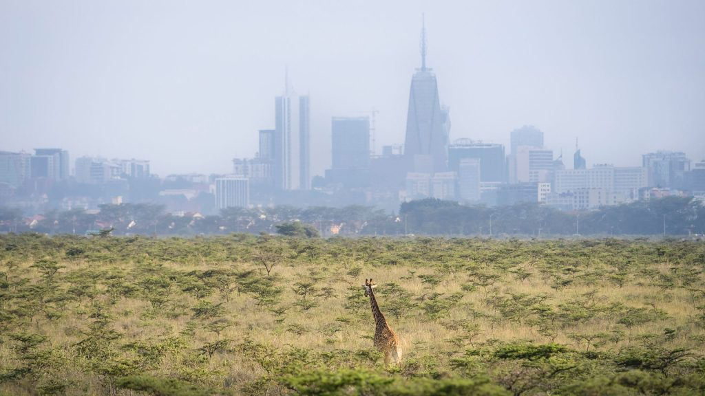 Giraffe grazing in Nairobi National Park with the city skyline in the distant background