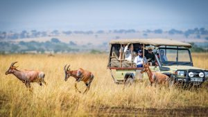 Tourists in a safari vehicle watching antelope graze on the open Maasai Mara grassland