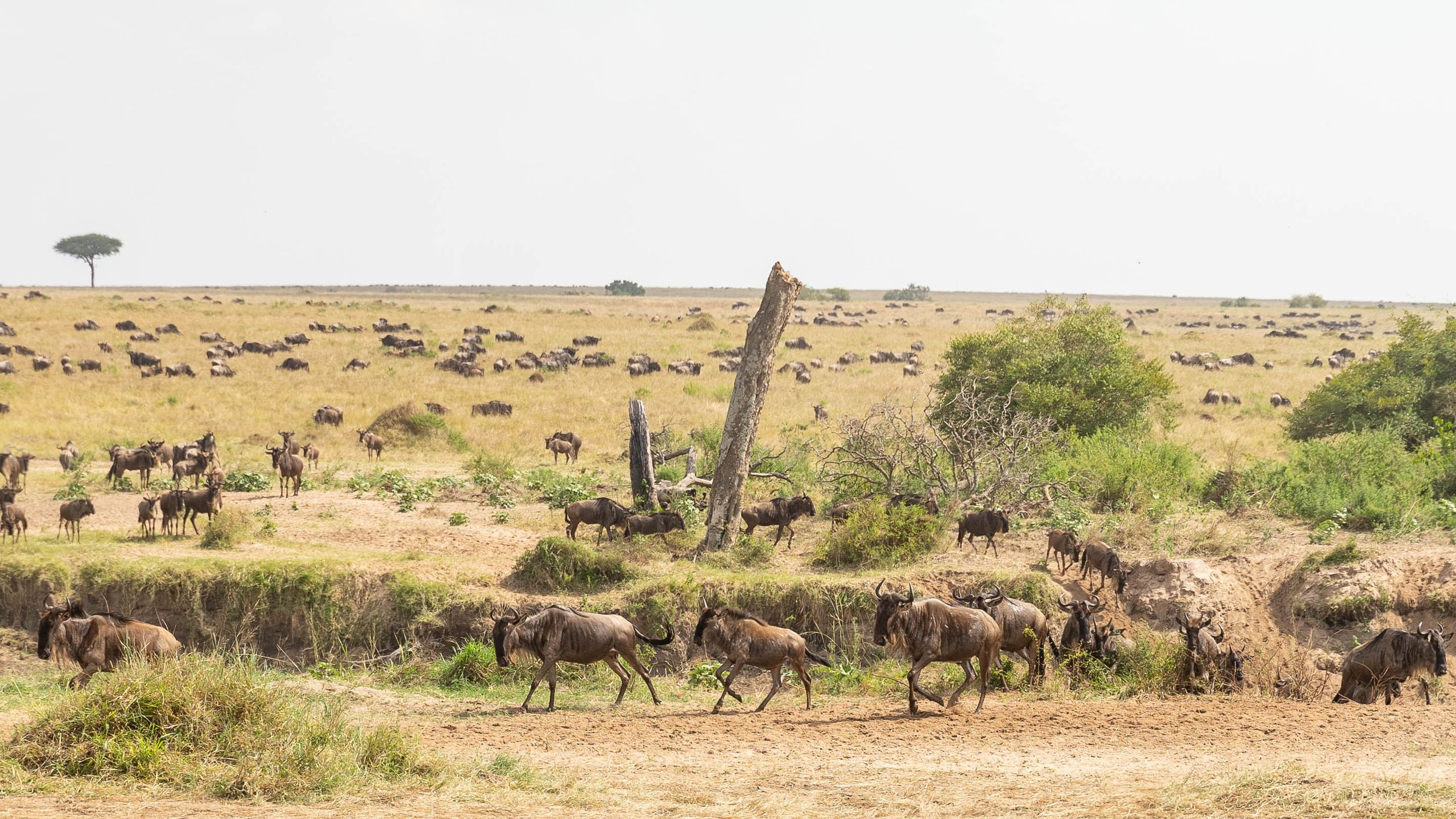 Alama Camp Mara - photo 3