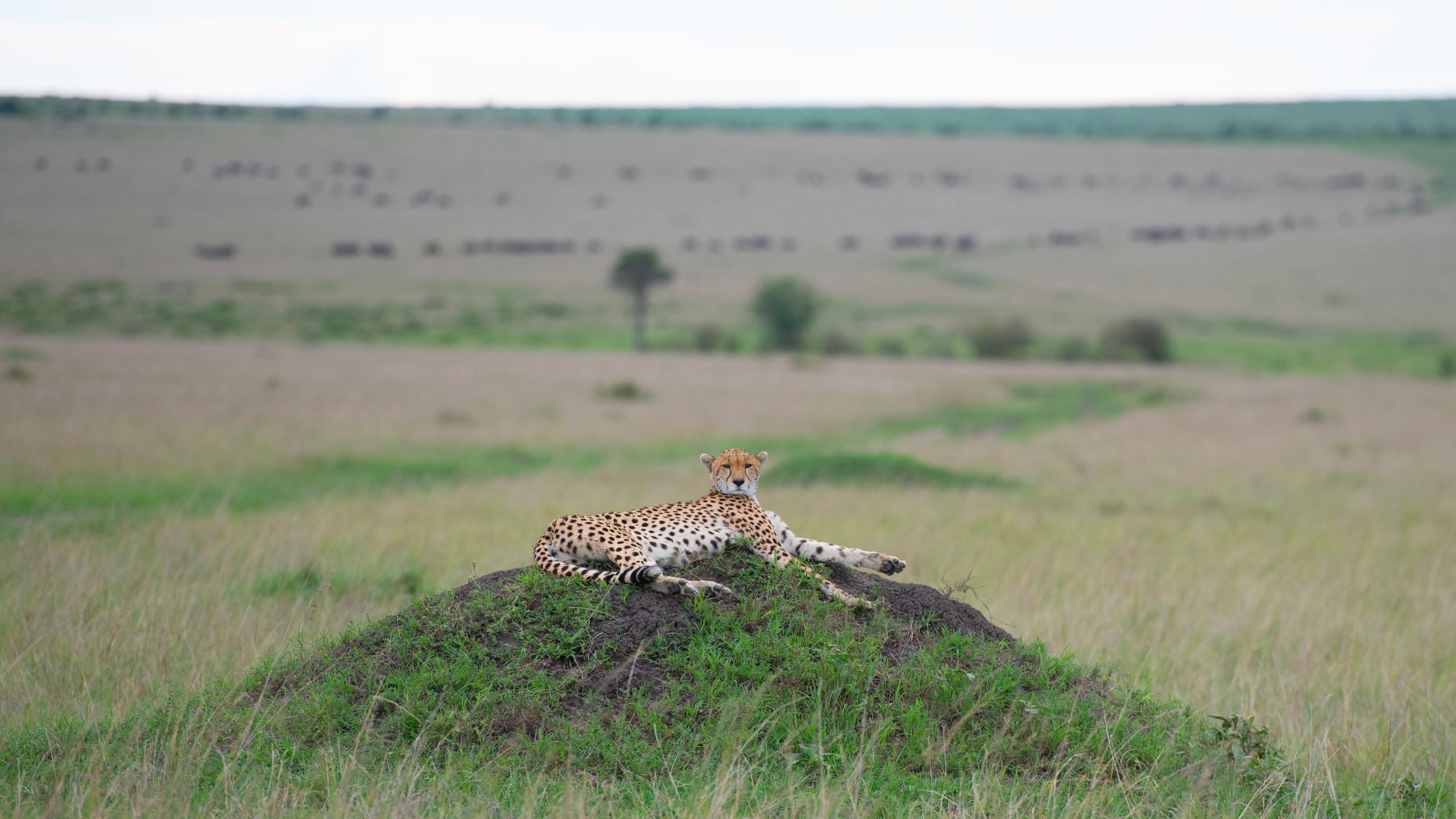 Sarova Mara Game Camp - photo 3