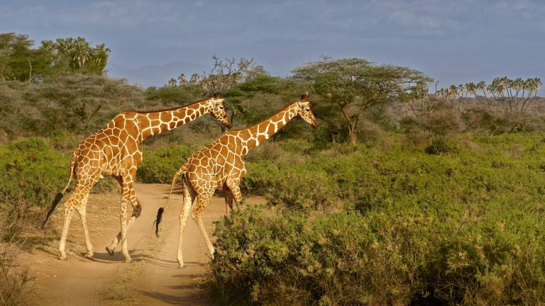 Two reticulated giraffes walking through the Samburu savannah in northern Kenya