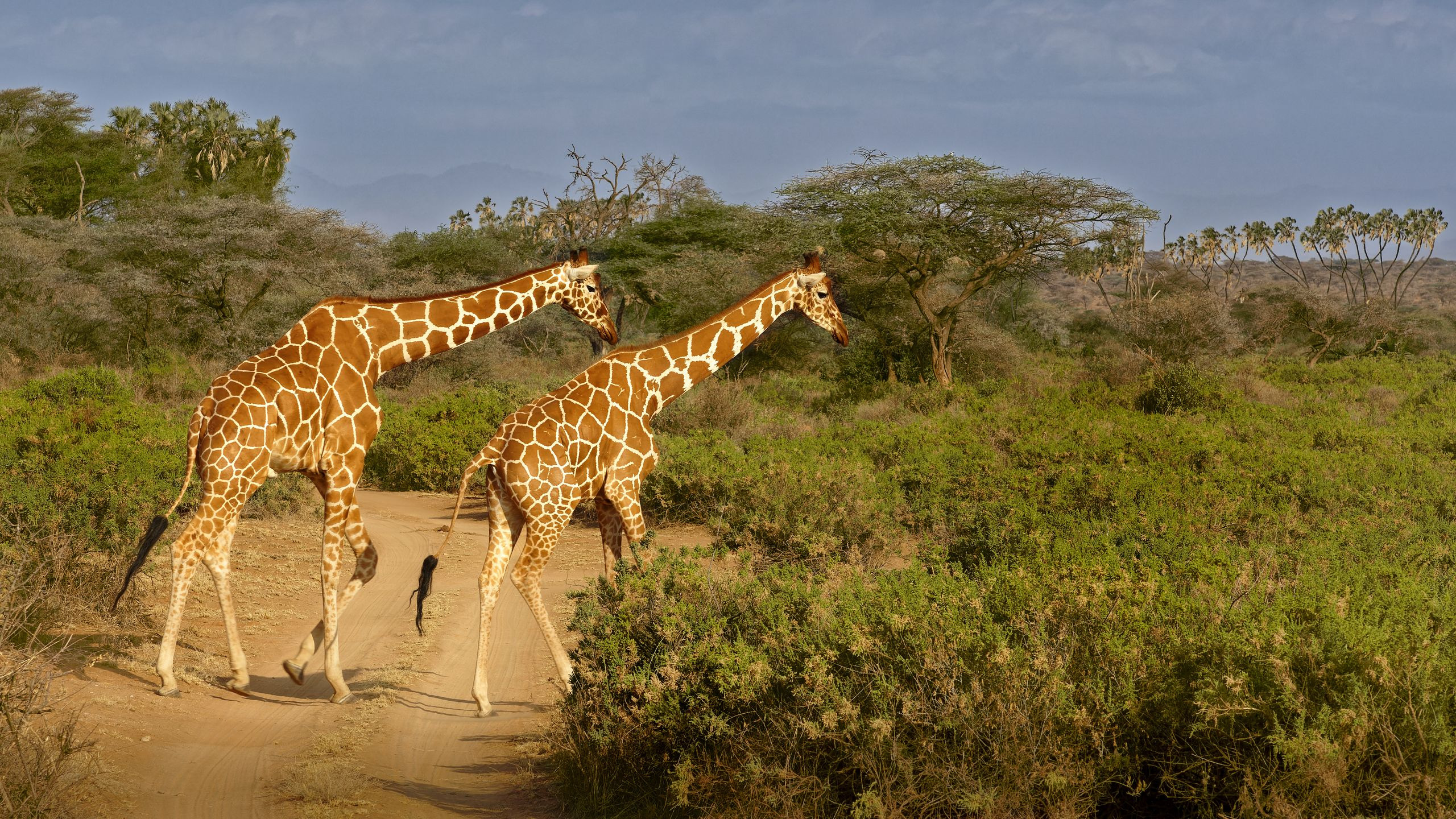 Samburu Sopa Lodge - photo 3