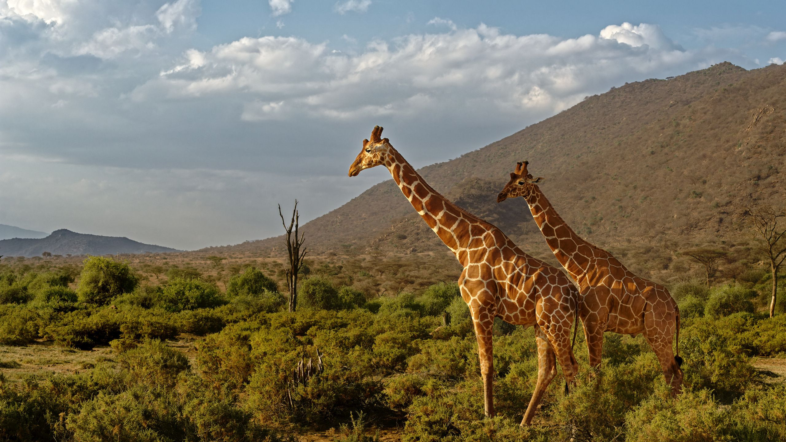 Two reticulated giraffes wander through the dry scrubland of Samburu, Kenya.