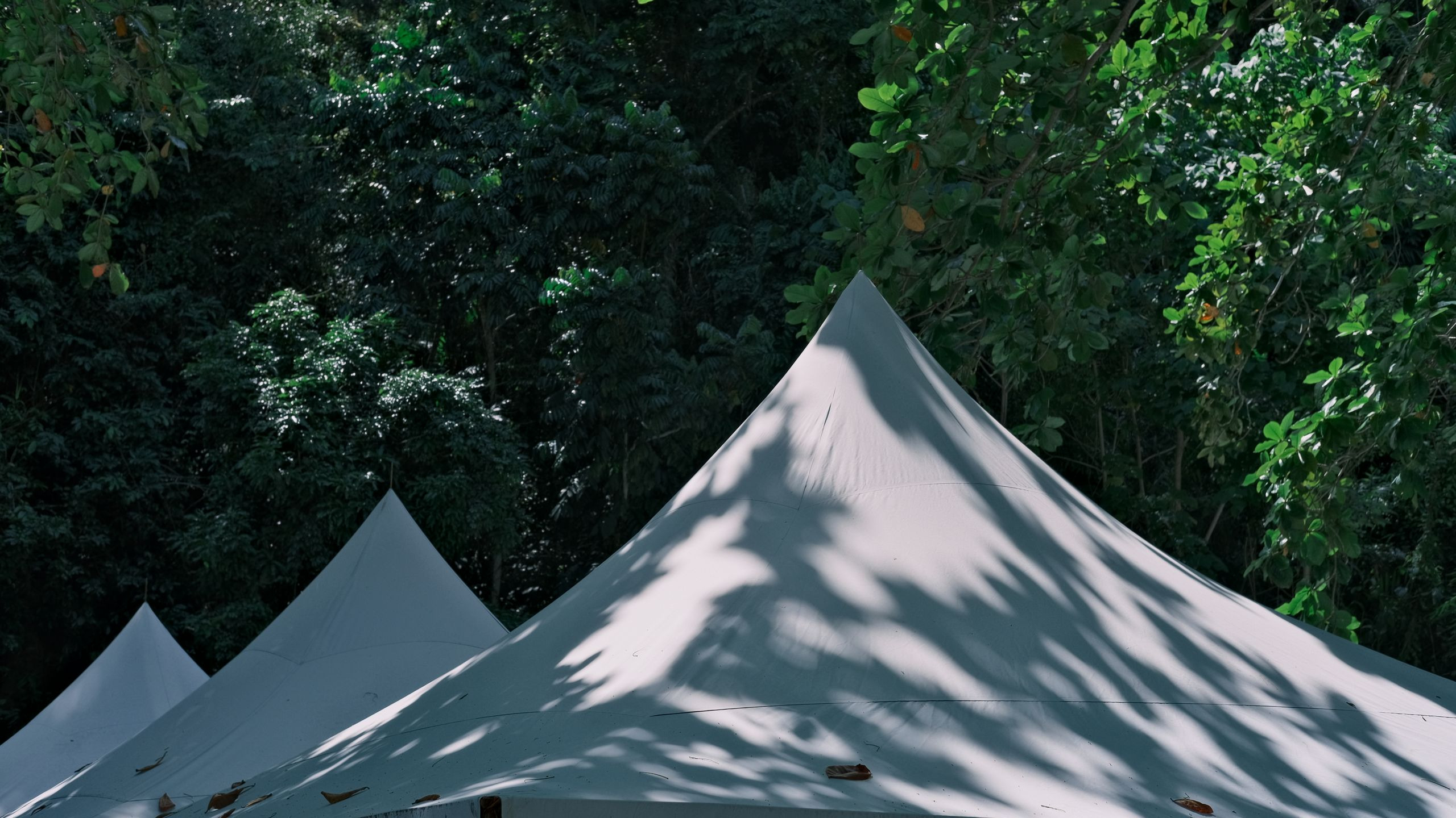 Elegant white safari tents surrounded by vibrant greenery