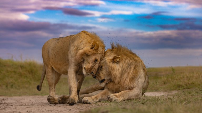 Two male lions interact in the golden light of dusk on the plains of the Maasai Mara, Kenya.