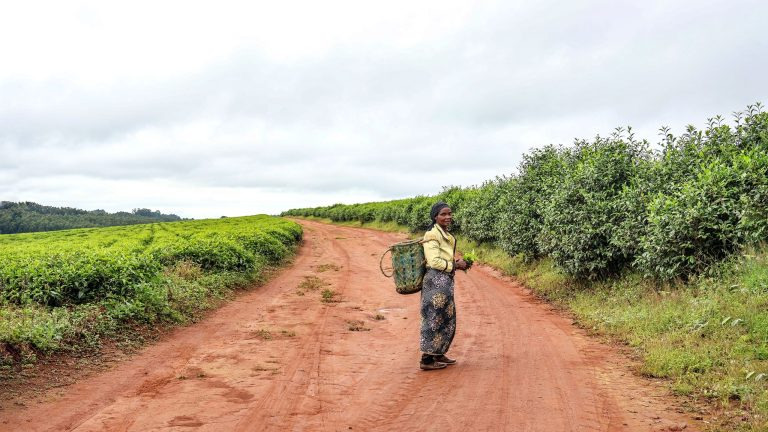 African woman harvesting tea leaves on a lush Kenyan tea plantation