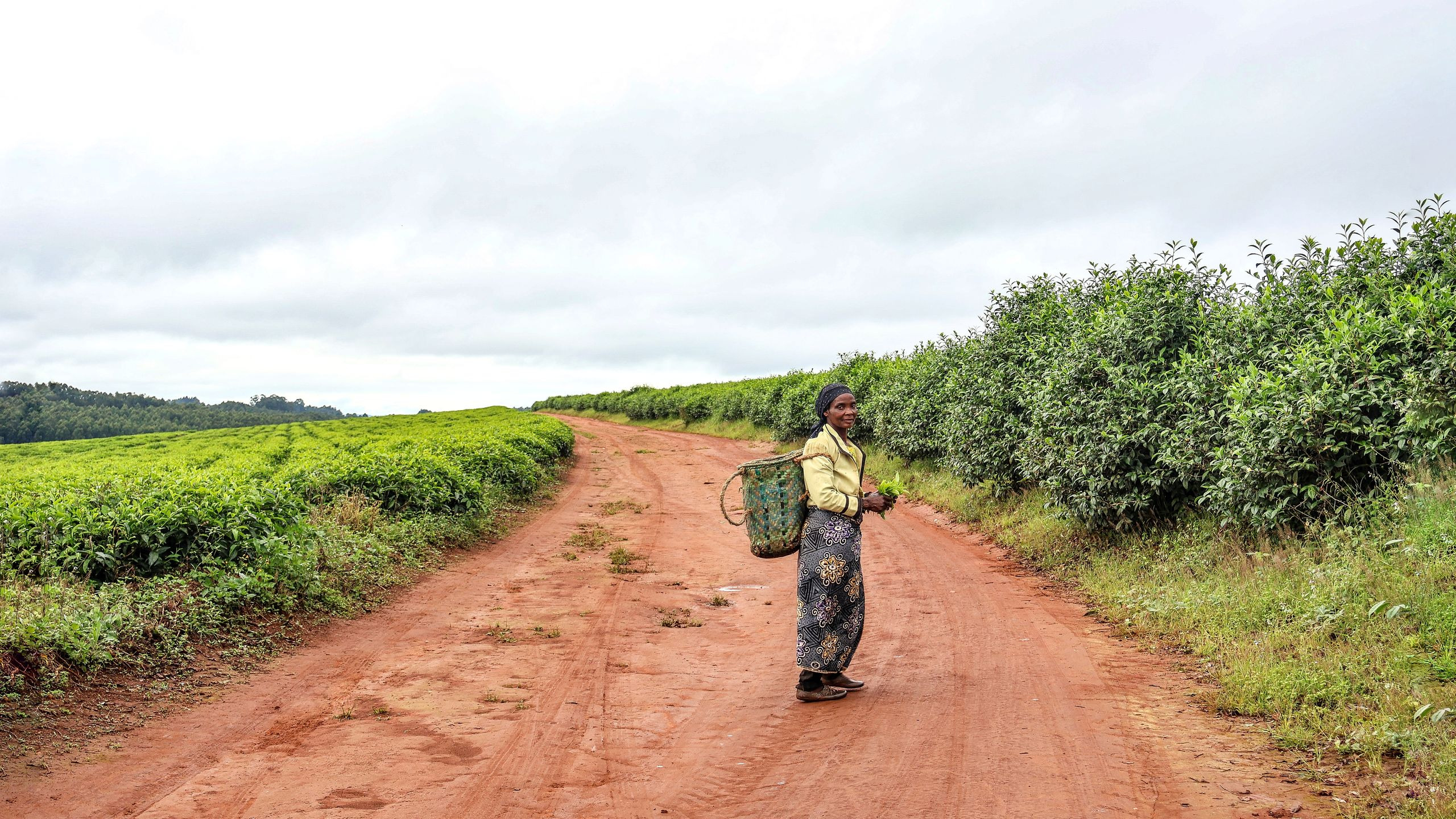 African woman harvesting tea leaves on a lush Kenyan tea plantation