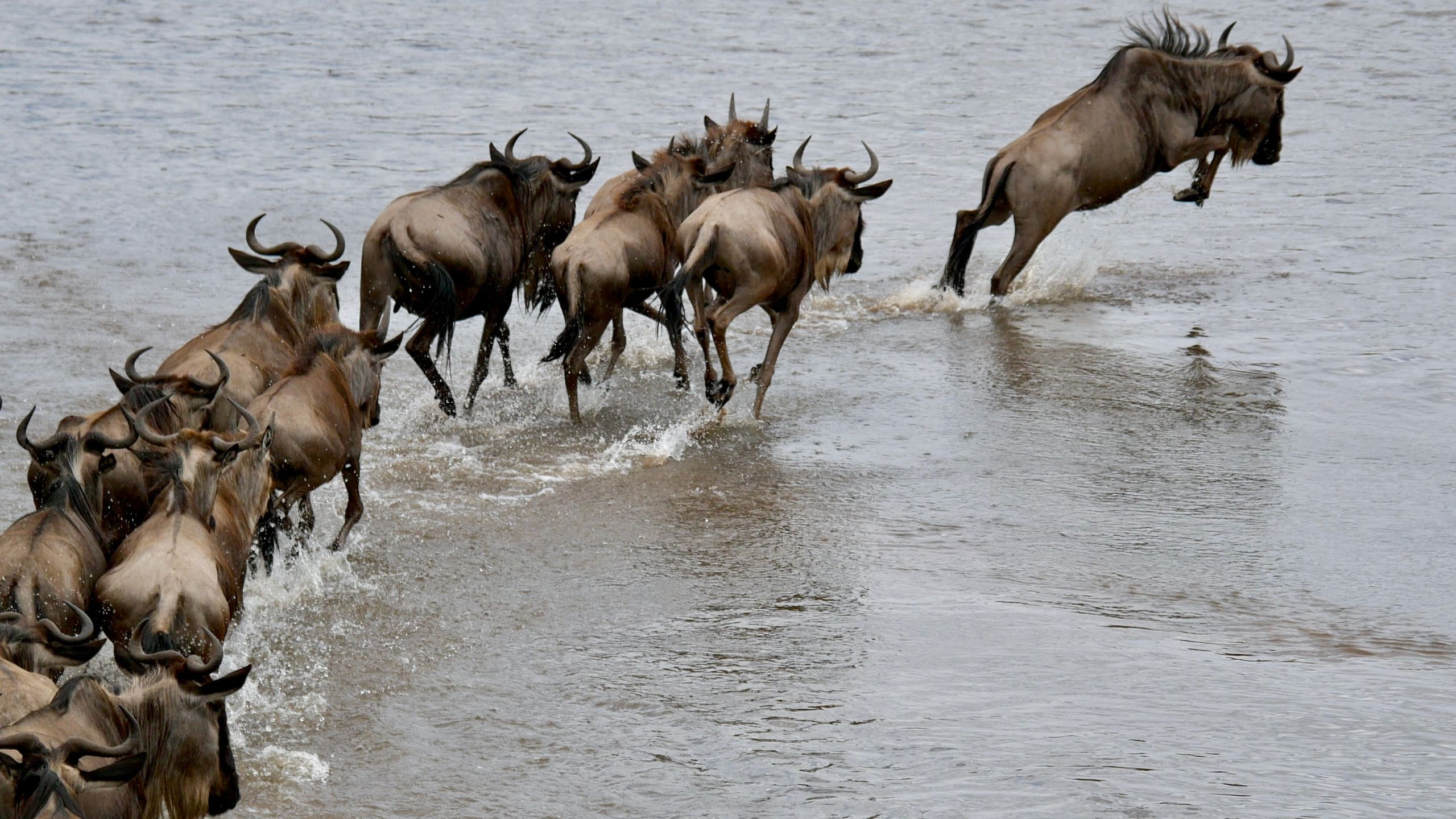 Wildebeest scramble down a steep riverbank in a dramatic migration crossing.