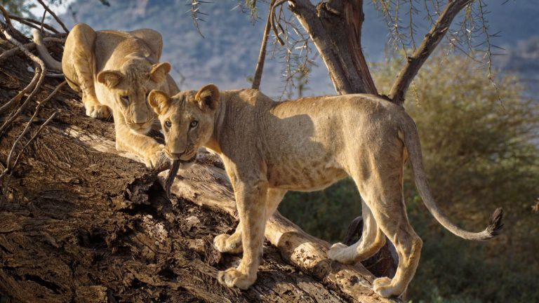 Two young lions climbing a fallen tree in Samburu National Reserve, Kenya