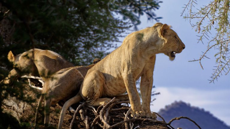Lions resting on a fallen tree in the Samburu National Reserve