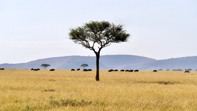 A lone acacia tree stands over a wildebeest herd on the open Serengeti plains