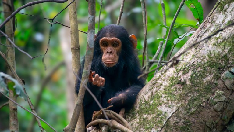 Young wild chimpanzee sitting in a lush East African forest