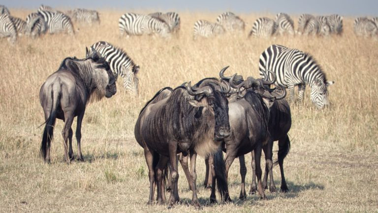 Wildebeest and zebra herd grazing together on the Maasai Mara plains