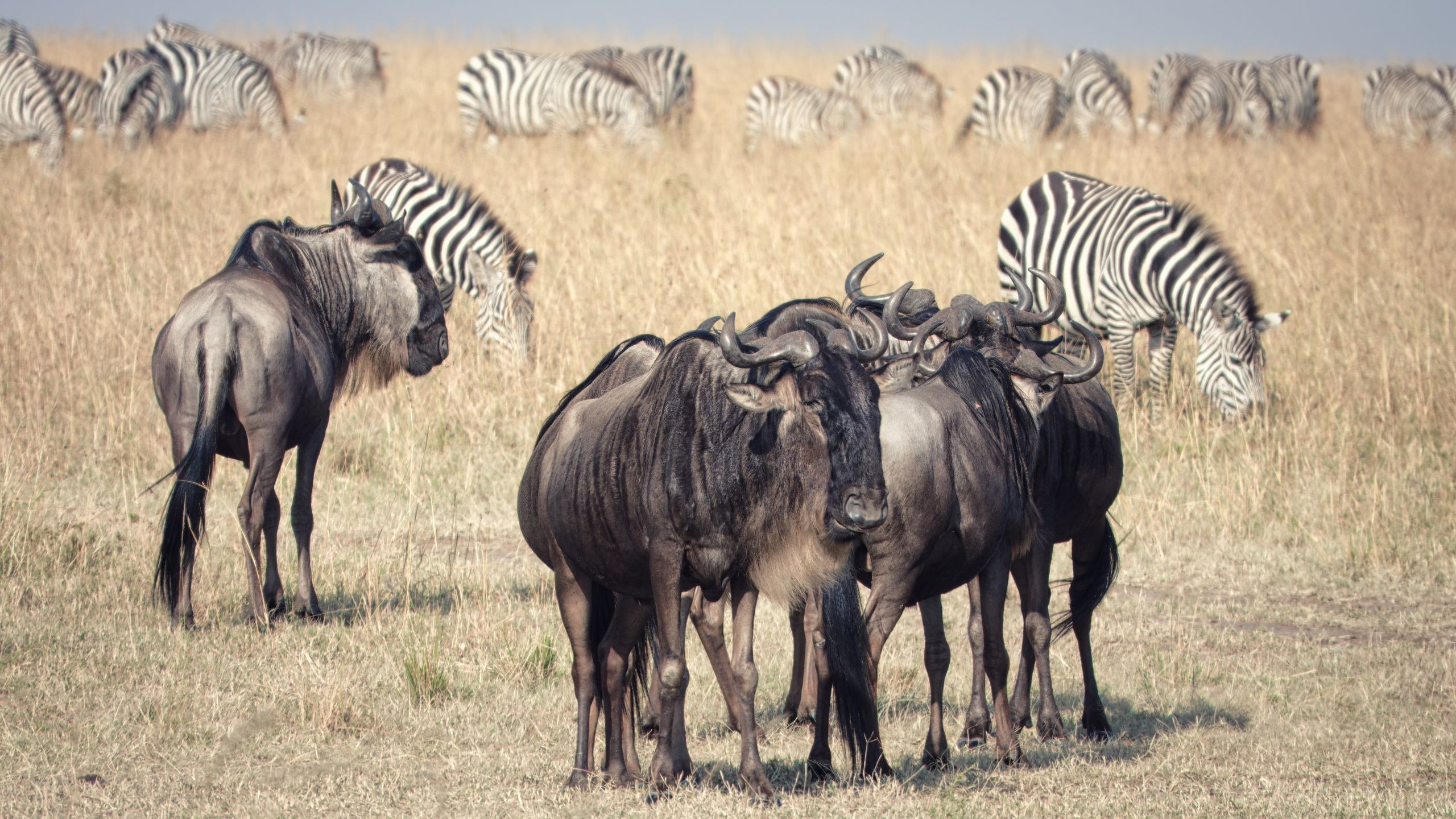 Wildebeest and zebra herd grazing together on the Maasai Mara plains