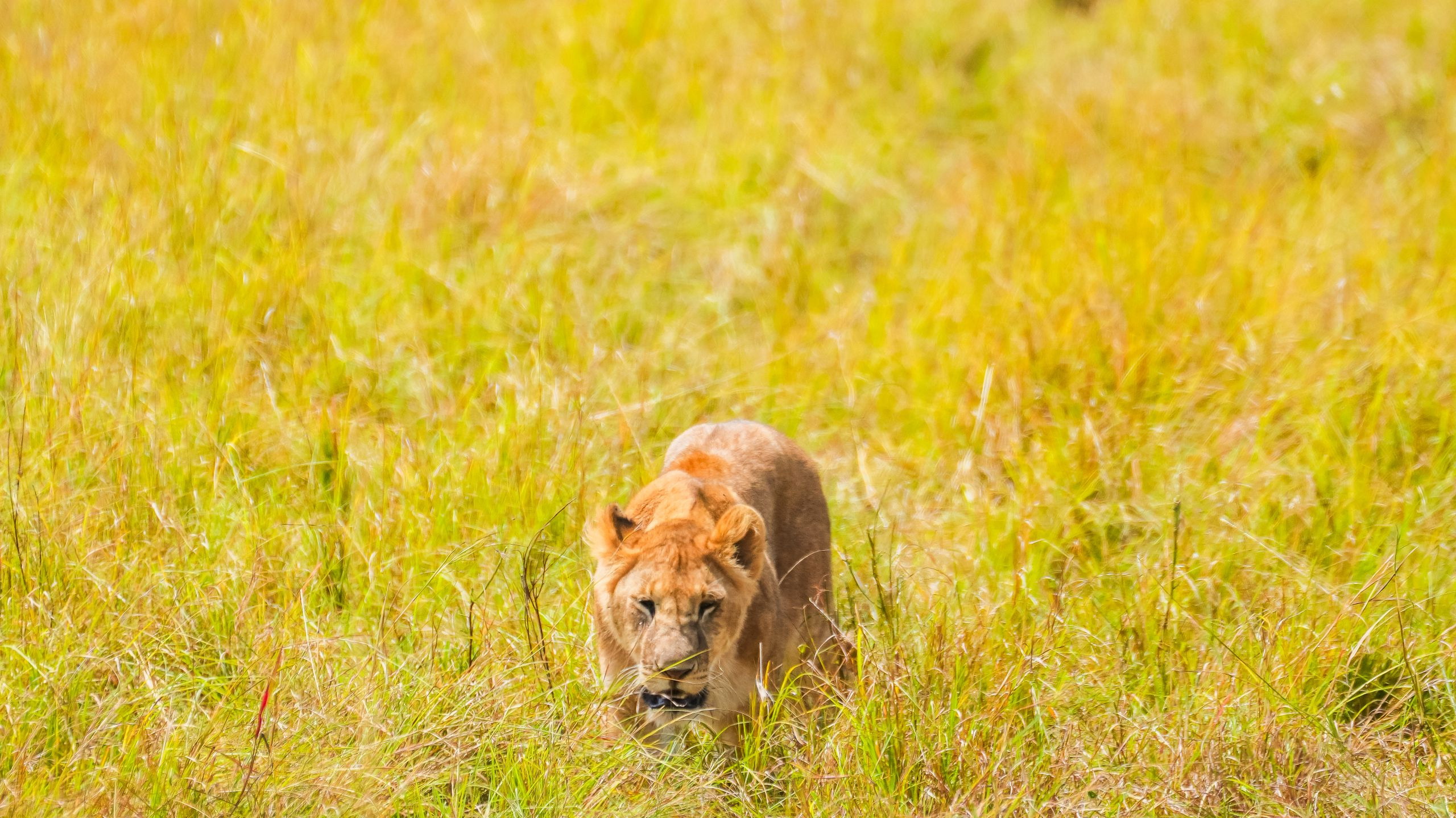 Lions stalking through tall golden grass on a game drive in the Masai Mara, Kenya