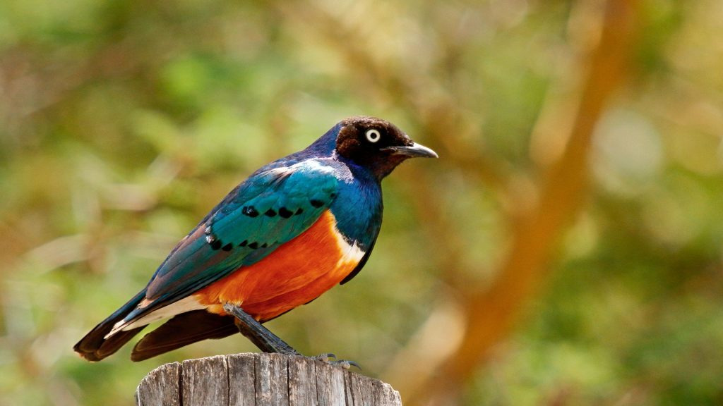 A superb starling perched on a wooden post scanning the grasslands near Narok, Kenya
