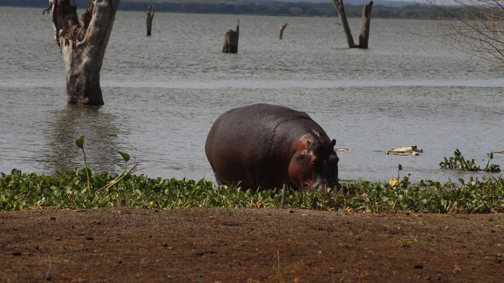 Hippopotamus grazing along the shoreline of Lake Naivasha, Kenya, with the lake stretching into the distance