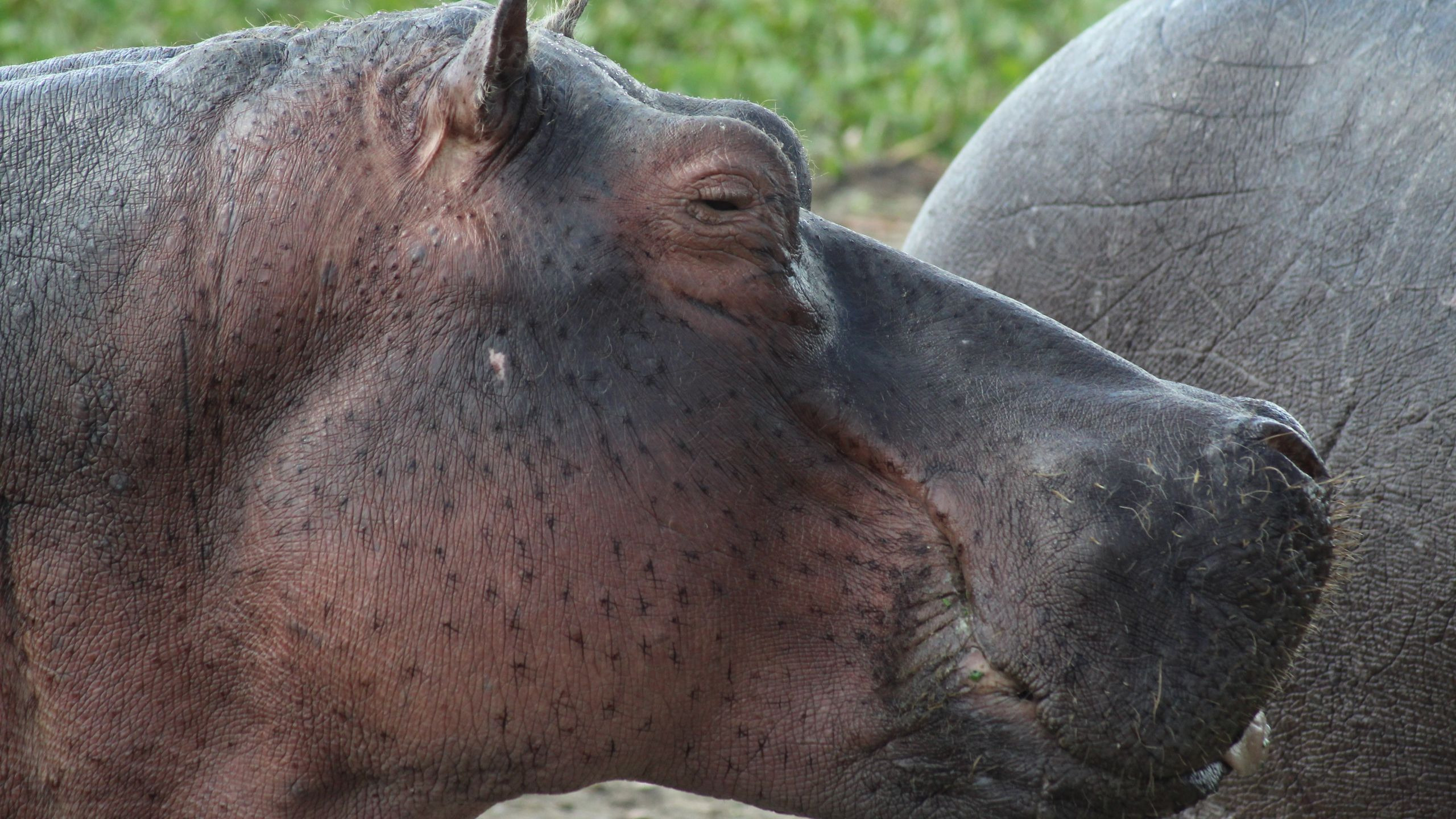 A hippopotamus surfaces in the calm waters of Lake Naivasha in Kenya's Rift Valley.