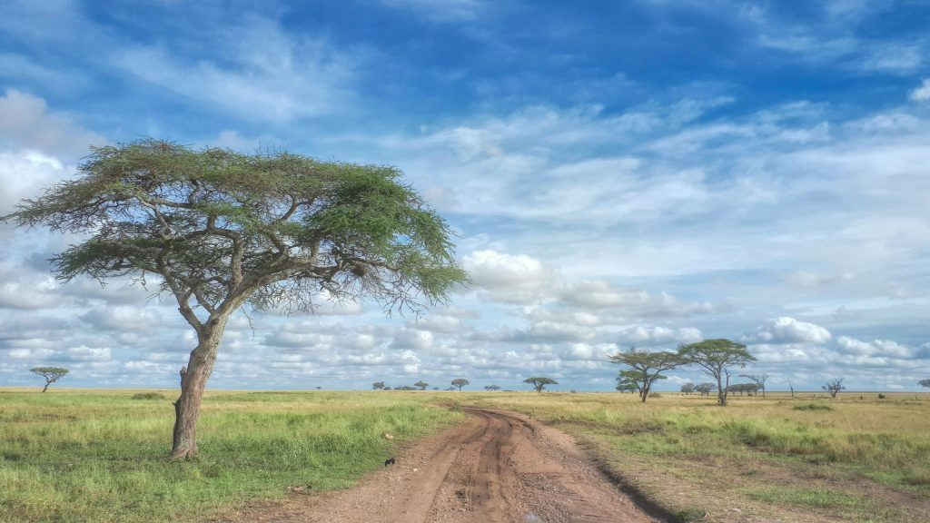 Wide view of the Serengeti plains with scattered acacia trees and a dirt track under a vibrant sky