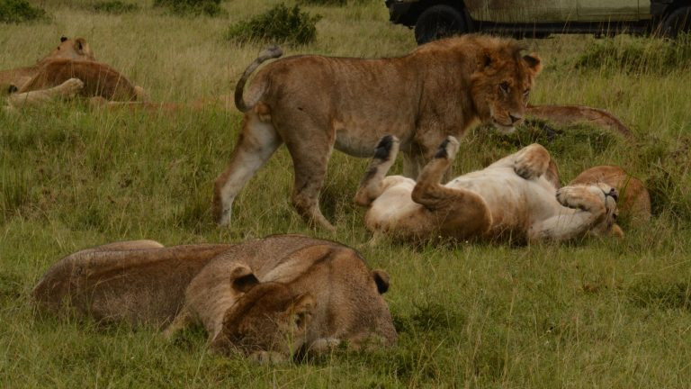 A pride of lions lounging in the Masai Mara grasslands beside a safari vehicle