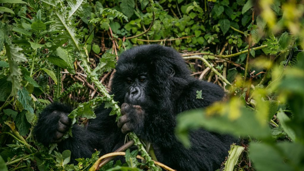 A mountain gorilla feeding on vegetation in the dense forest of Bwindi