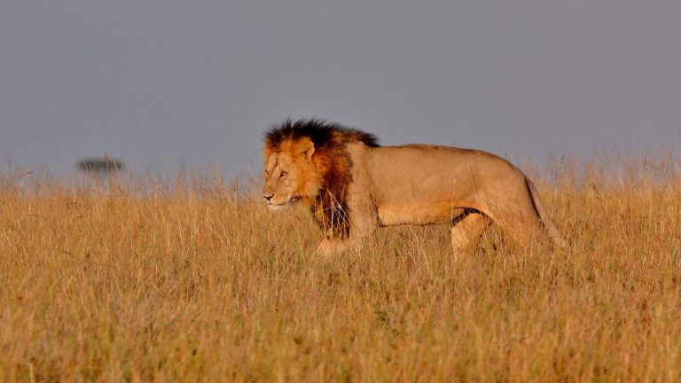 Lone lion prowling the grassy plains of the Masai Mara at twilight
