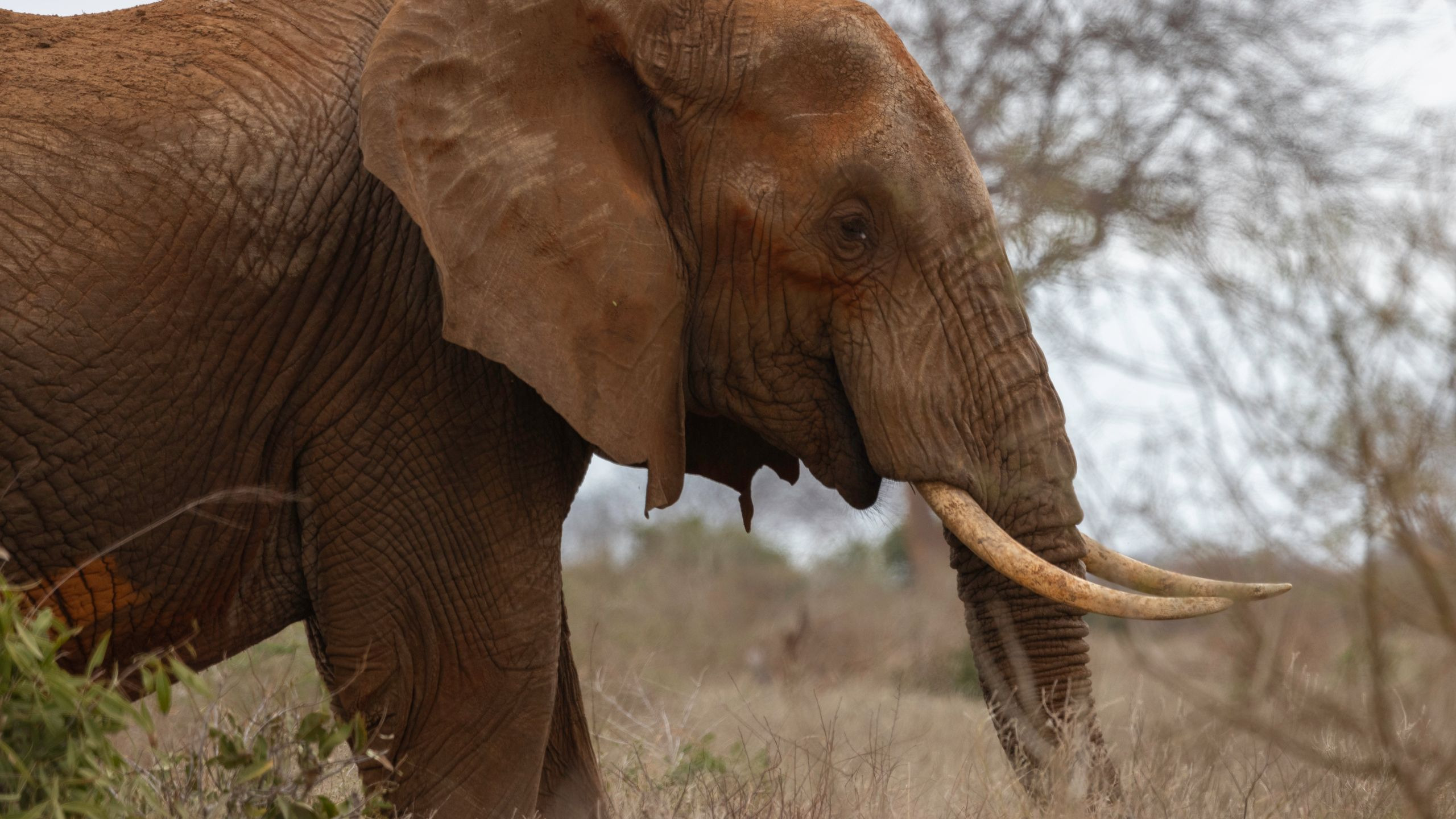 Close-up of a red-dust-covered African elephant in Tsavo National Park, Kenya