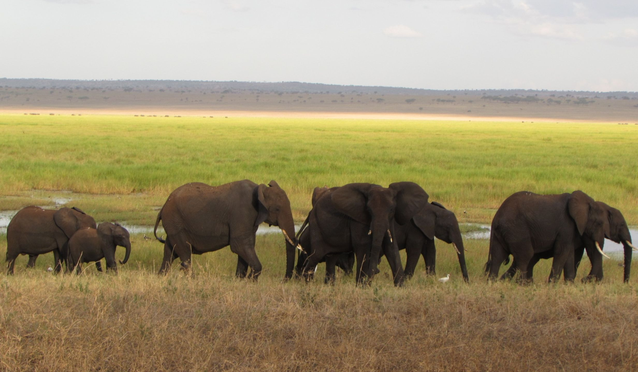 Kilima Safari Lodge - photo 3