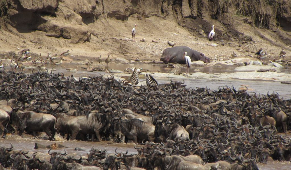 A dense herd of wildebeest plunging across a river during the great migration