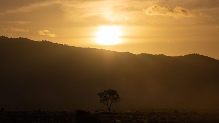 Golden hour view of Tsavo National Park, Kenya, with a lone tree silhouetted against the sunset over the red-earth plains
