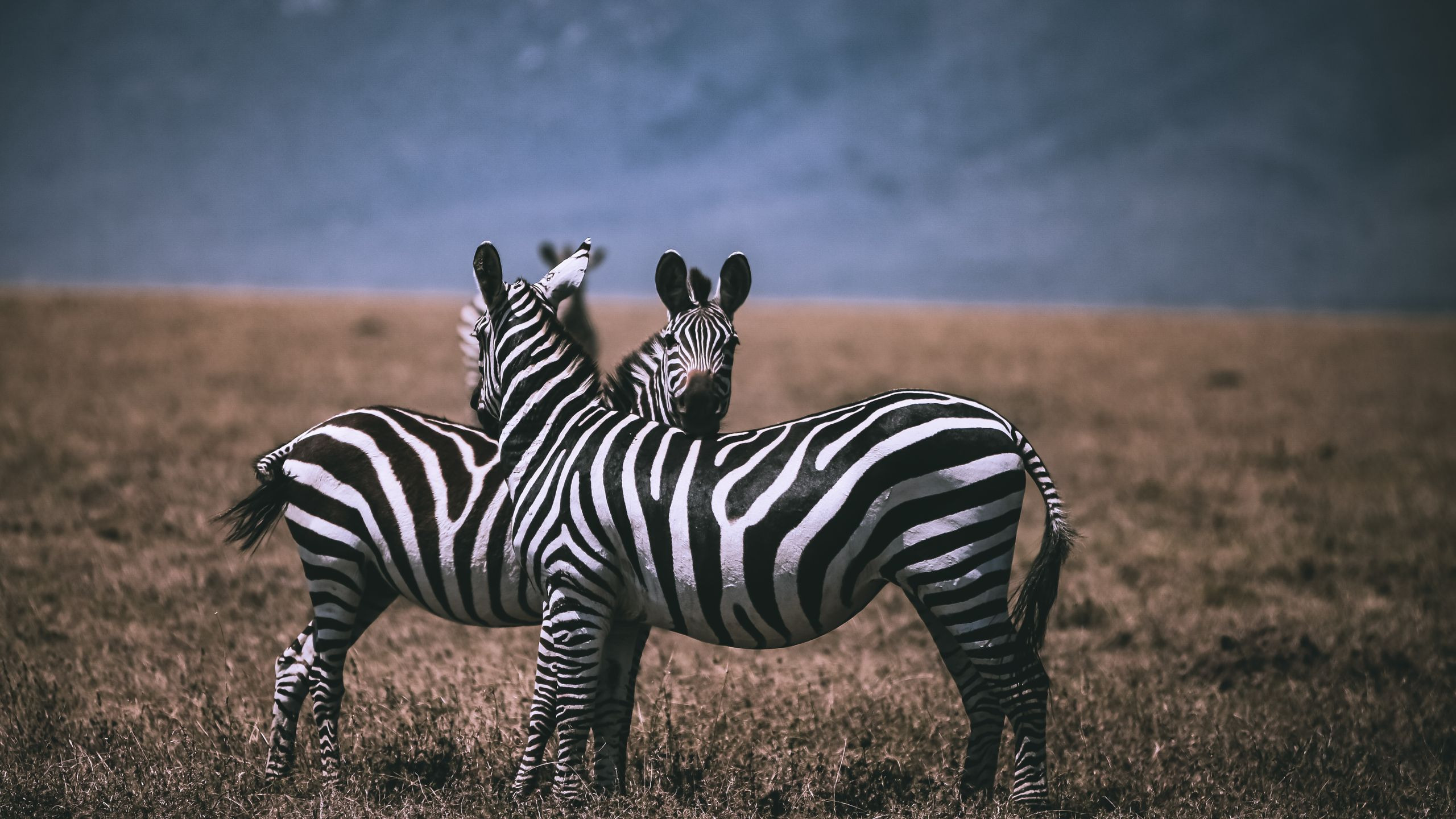 Sarova Shaba Game Lodge - photo 3