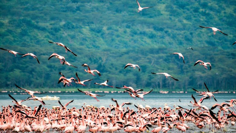 Flock of flamingos gathered at Lake Nakuru in Kenya's Rift Valley